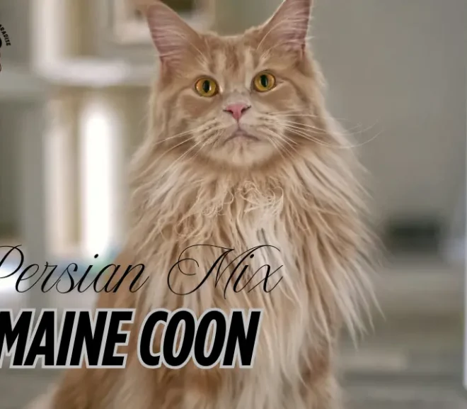 Persian Mix Maine Coon – A Perfect Companion with a Gentle Soul