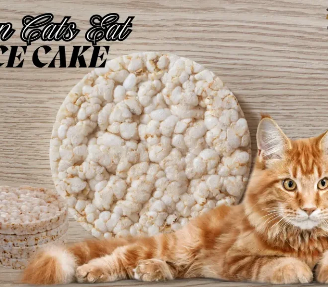 Can Cats Eat Rice Cakes? Heartfelt Advice for Loving Cat Parents