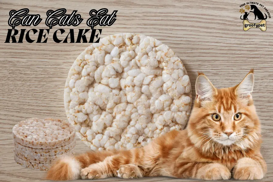 Can Cats Eat Rice Cakes?