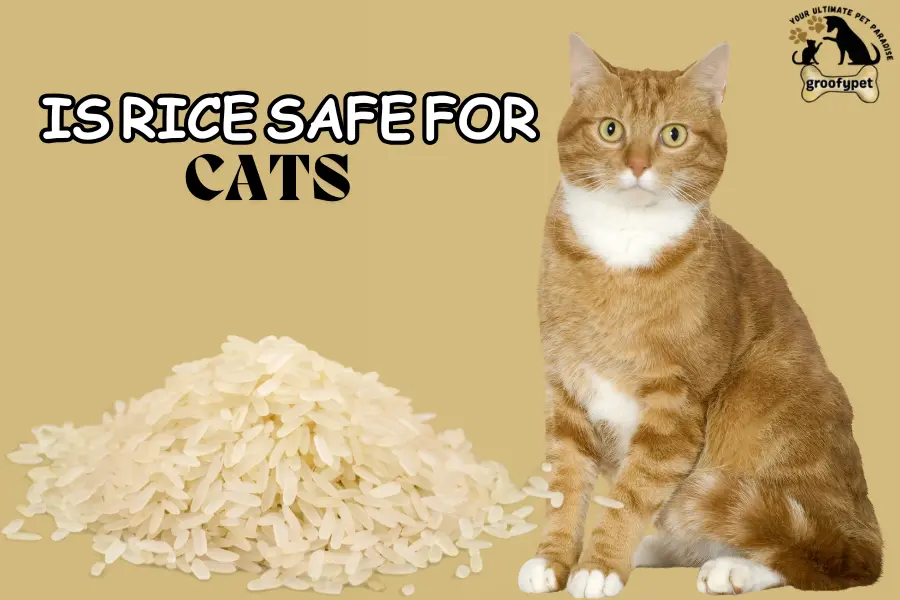 Can cats eat rice?