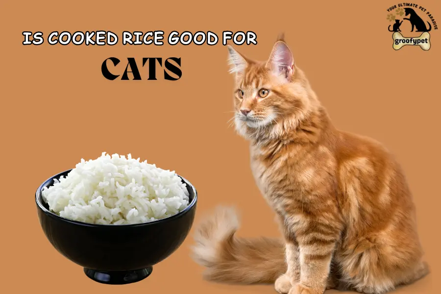 Is cooked rice good for cats?