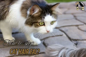 How to stop cat hair fall