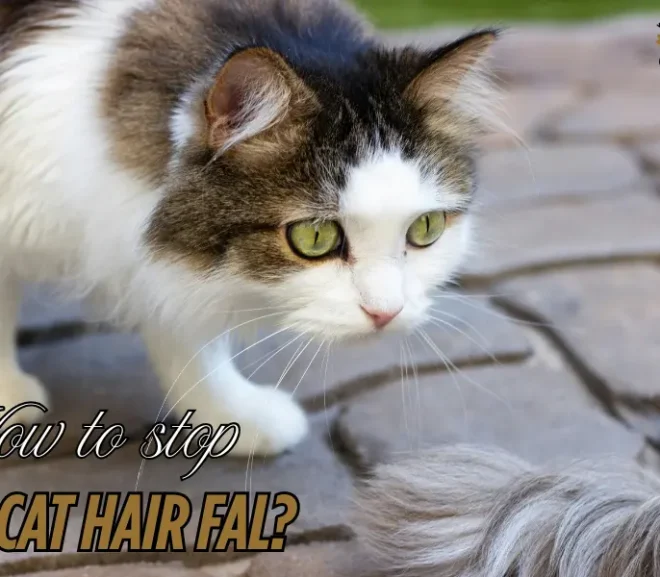 How to Stop Cat Hair Fall Naturally?