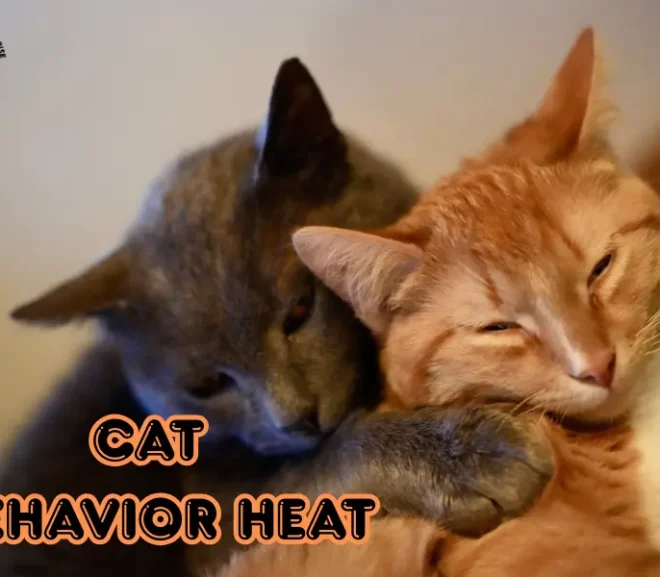 Cat Behavior Heat: An Essential Guide to Loving Your Cat!