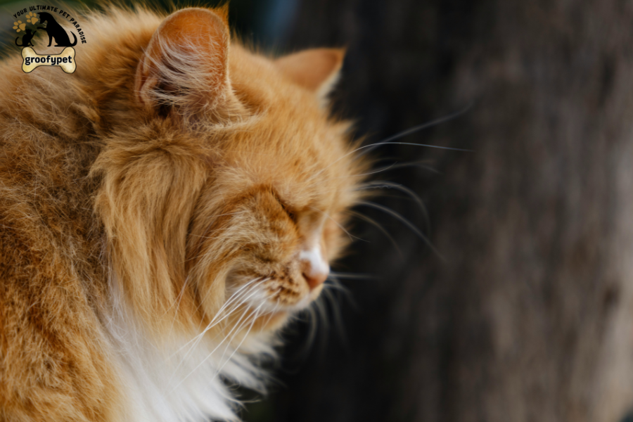 What causes cat hair to fall out?