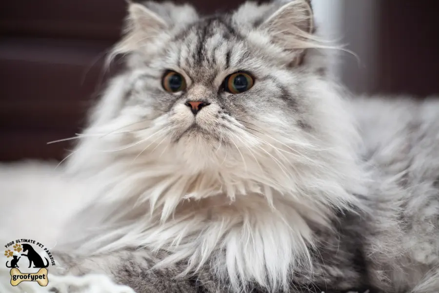 How to stop cat hair from getting everywhere?