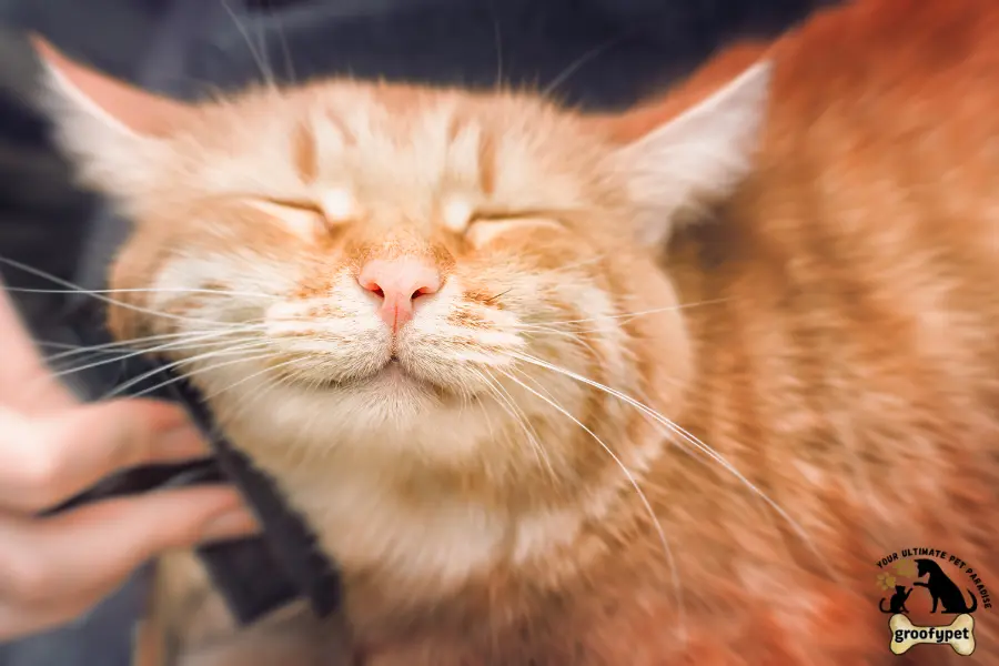 Why is my cat losing so much hair?