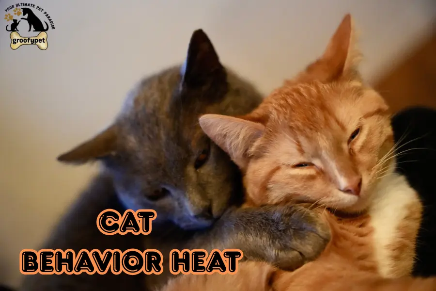 cat behavior heat