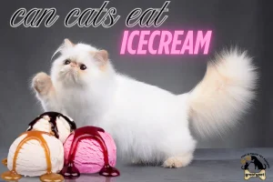Can cats eat ice cream