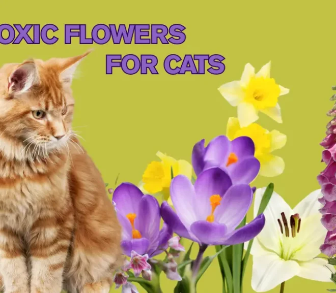 Toxic Flowers for Cats: Protect Your Pet Before It’s Too Late!
