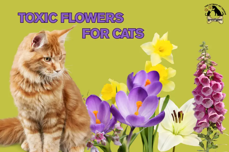 toxic flowers for cats