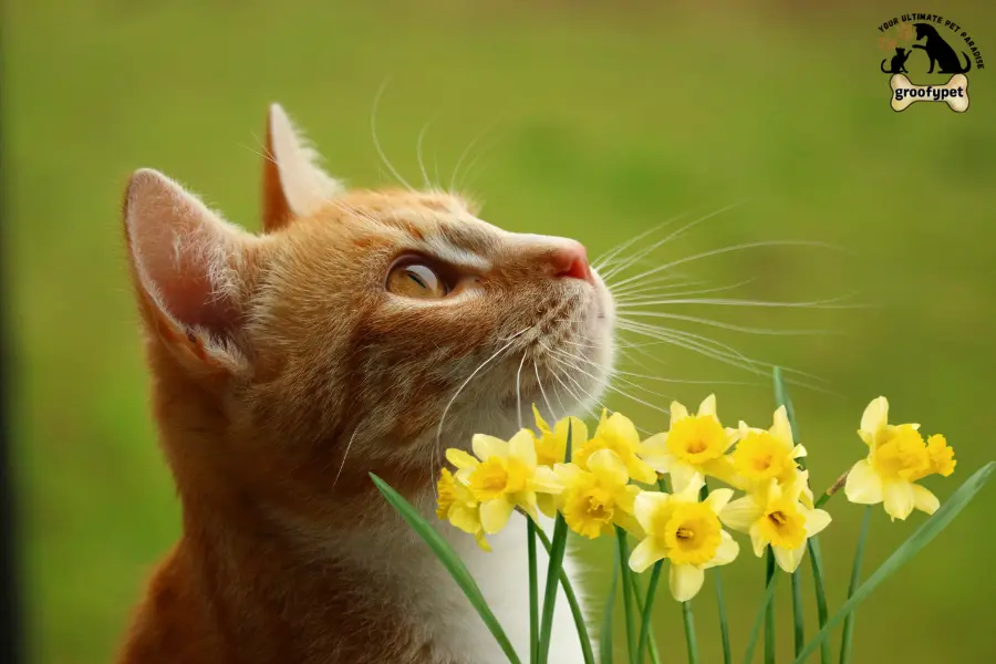 toxic flowers for cats