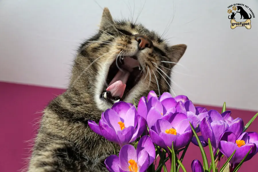 toxic flowers for cats