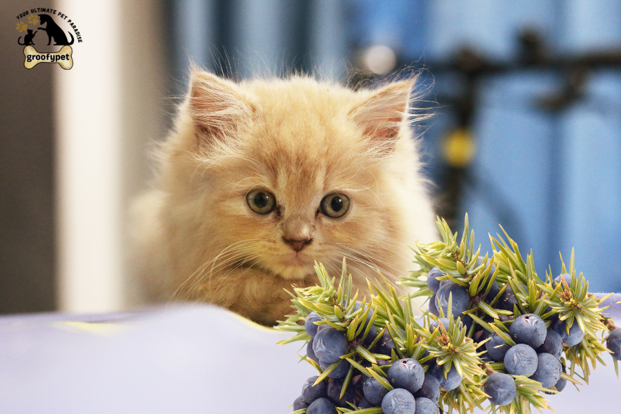 toxic flowers for cats