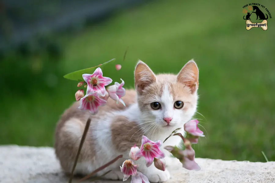 toxic flowers for cats