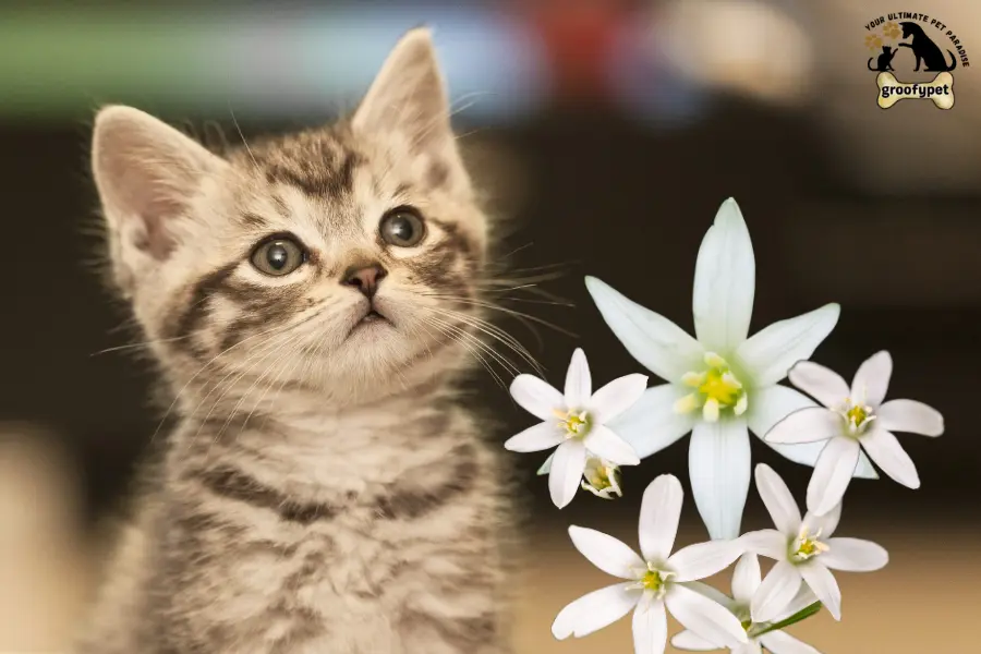 toxic flowers for cats