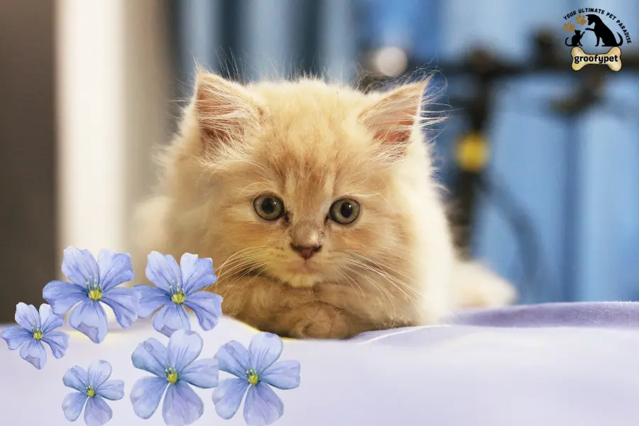 toxic flowers for cats