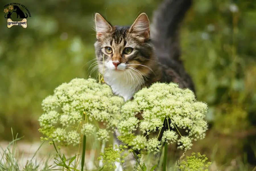 toxic flowers for cats