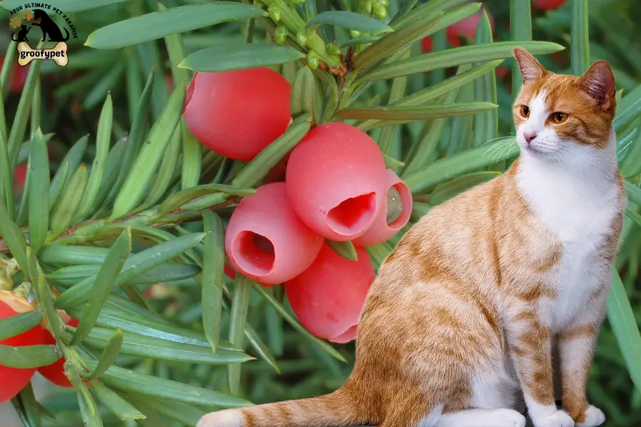 toxic flowers for cats