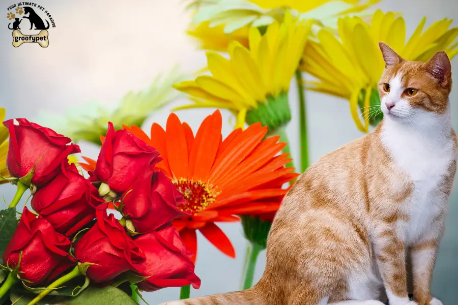 Flowers safe for cats and dogs