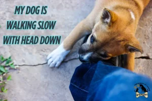 my dog is walking slow with head down