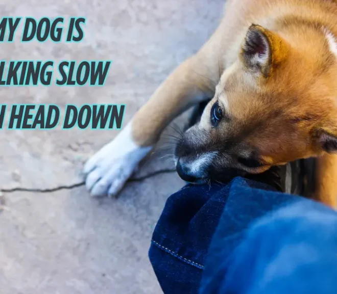 My Dog Is Walking Slow With Head Down – Don’t Miss important Signs!