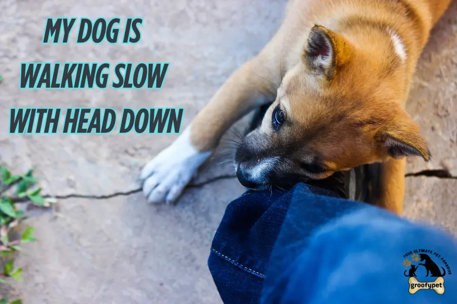 my dog is walking slow with head down