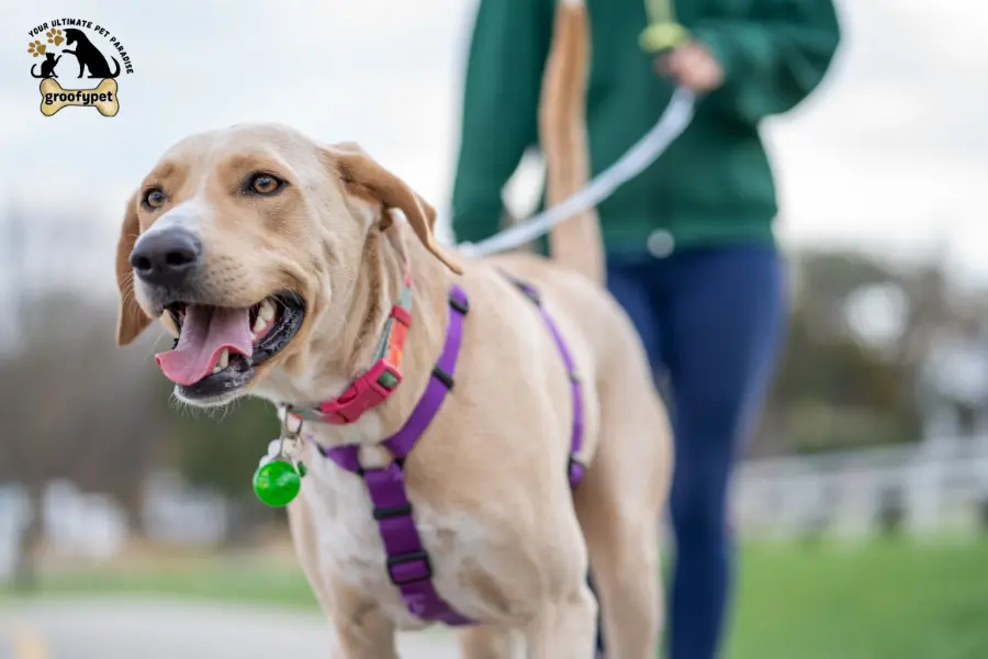 my dog is walking slow with head down