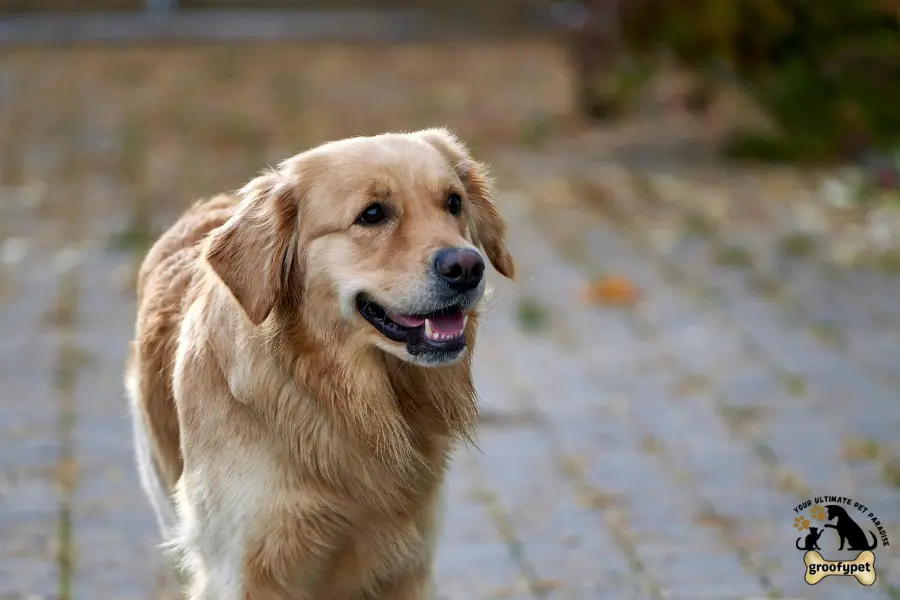 my dog is walking slow with head down