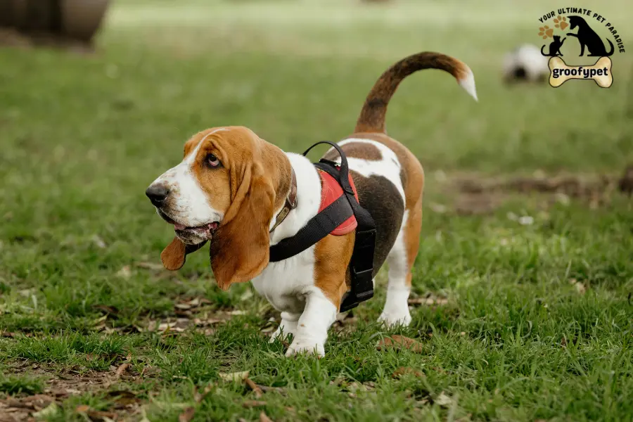 my dog is walking slow with head down