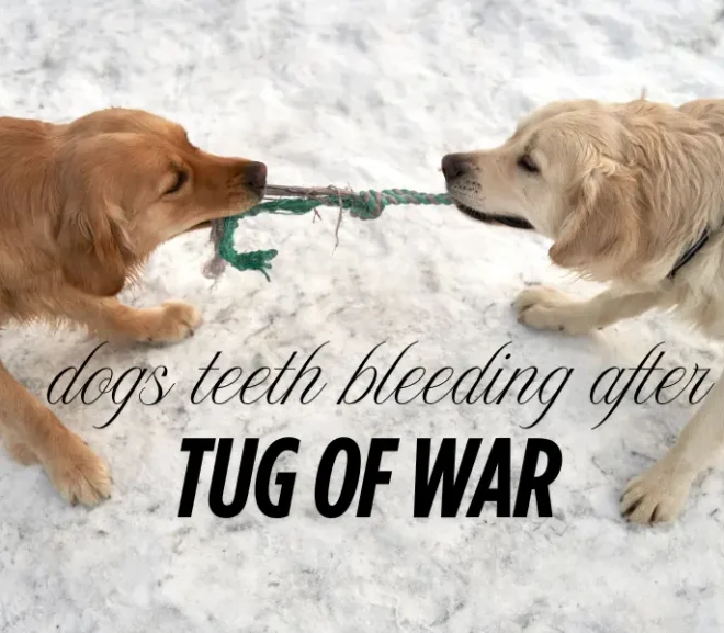 Dogs Teeth Bleeding After Tug of War? Don’t Miss out Urgent Warning!