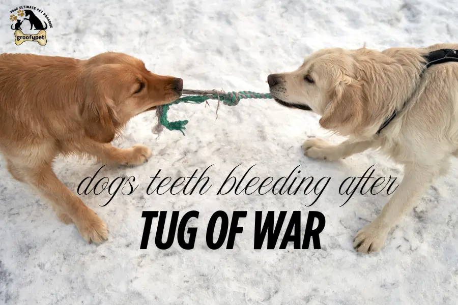 dogs teeth bleeding after tug of war