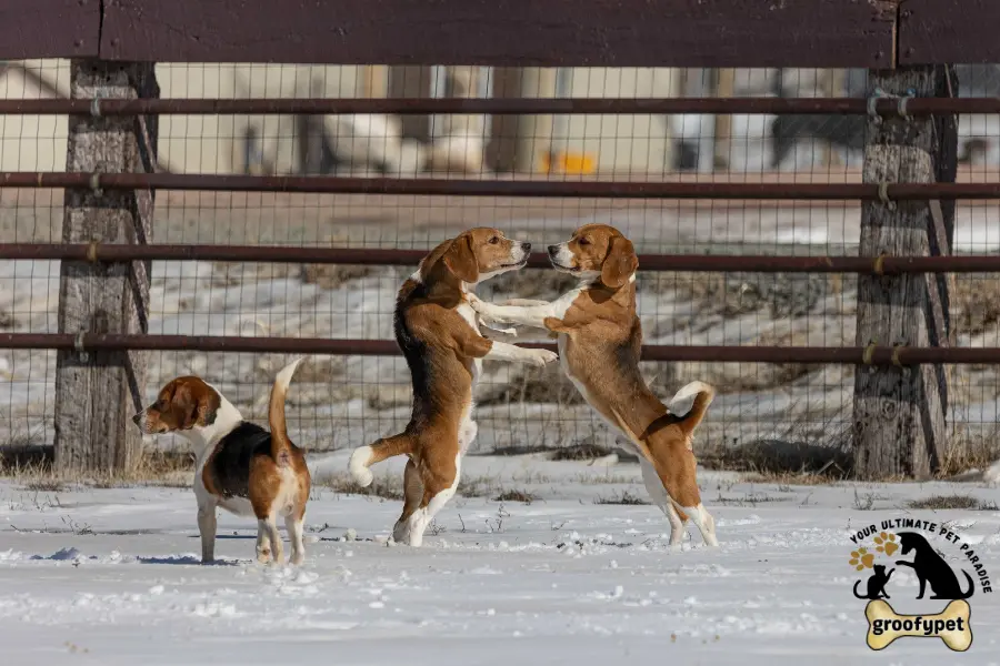 dogs teeth bleeding after tug of war