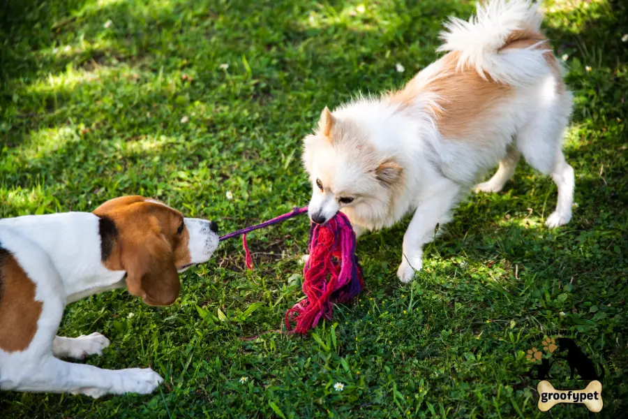 dogs teeth bleeding after tug of war