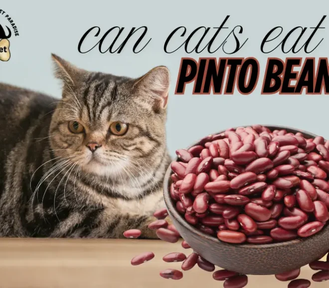 Can Cats Eat Pinto Beans? Benefits, Risks, and Safe Feeding Guide