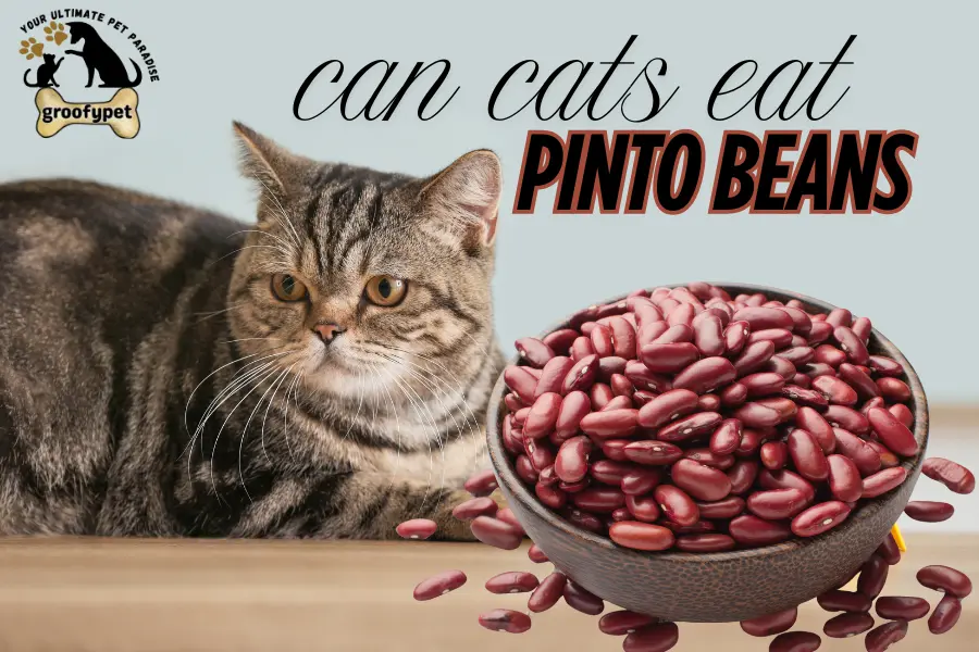 can cats eat pinto beans