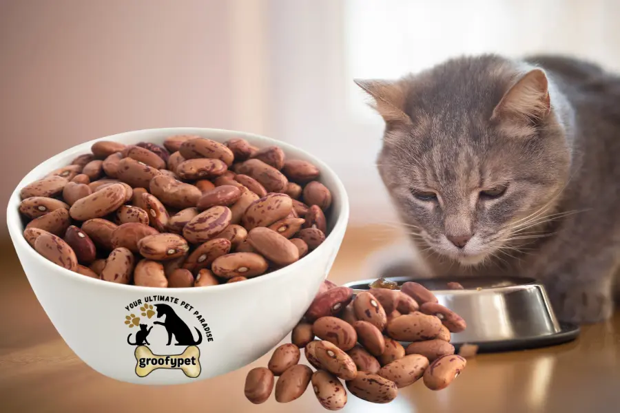 can cats eat pinto beans