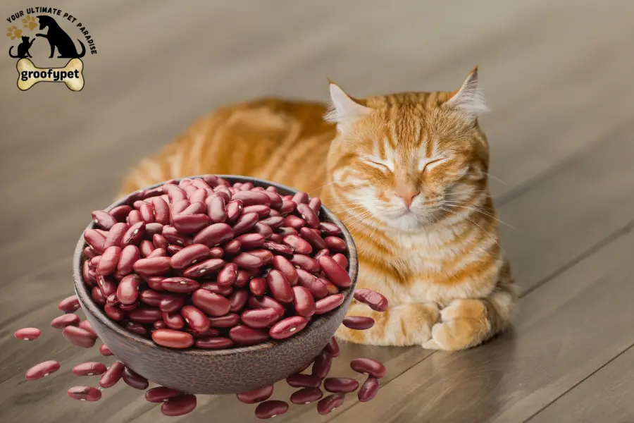 can cats eat pinto beans