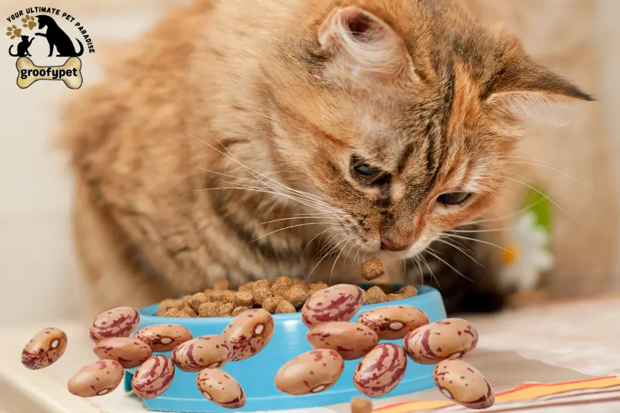can cats eat pinto beans