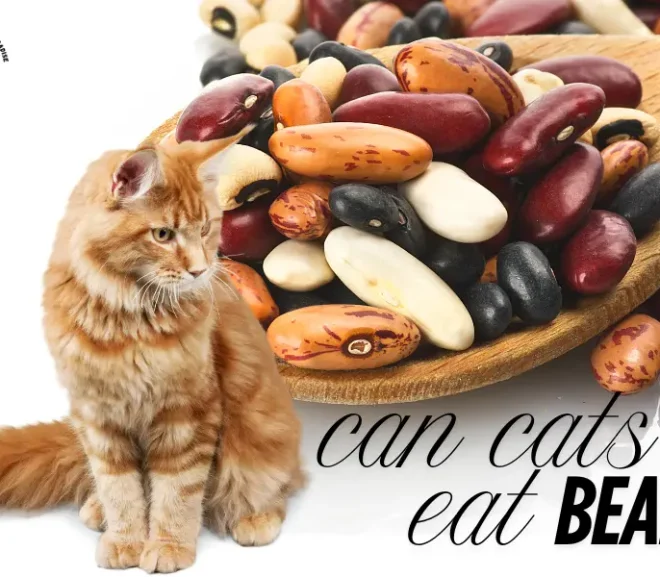 Can Cats Eat Beans? The Good, the Bad or Toxic!