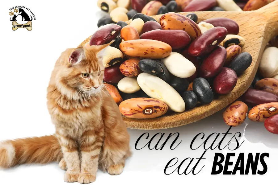 can cats eat beans