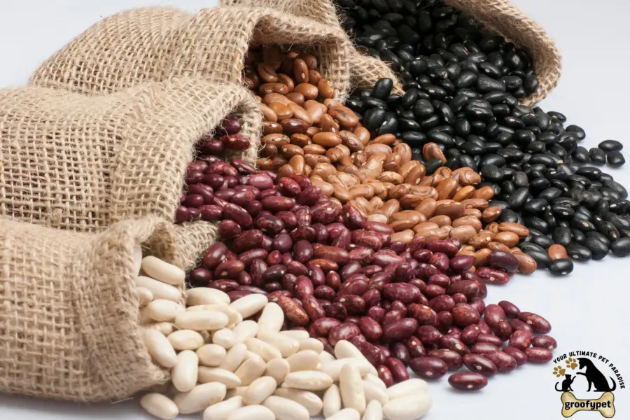 Can cats eat beans