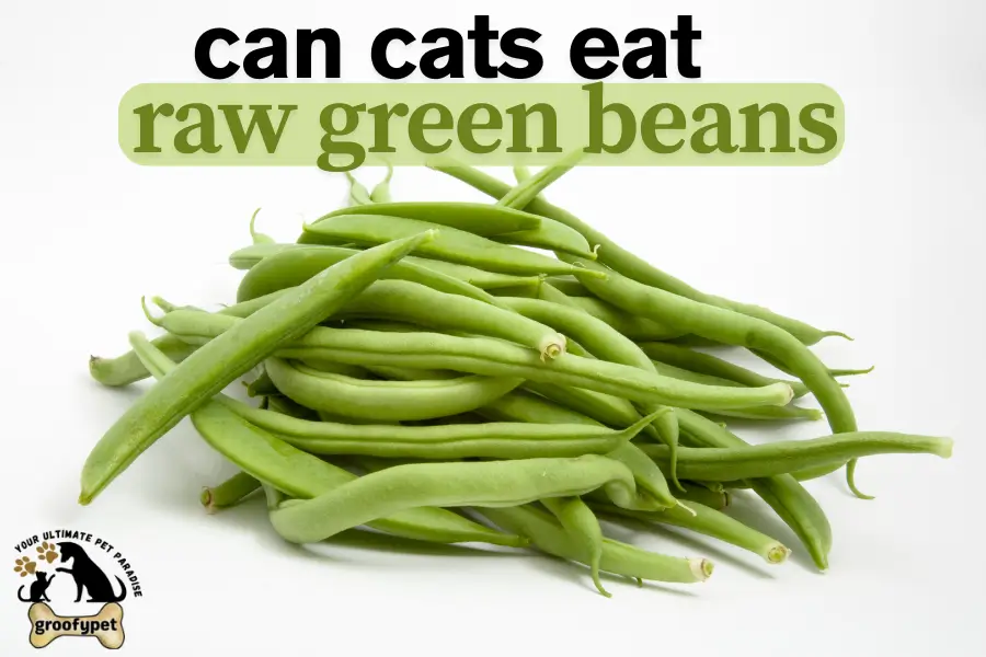Can cats eat beans