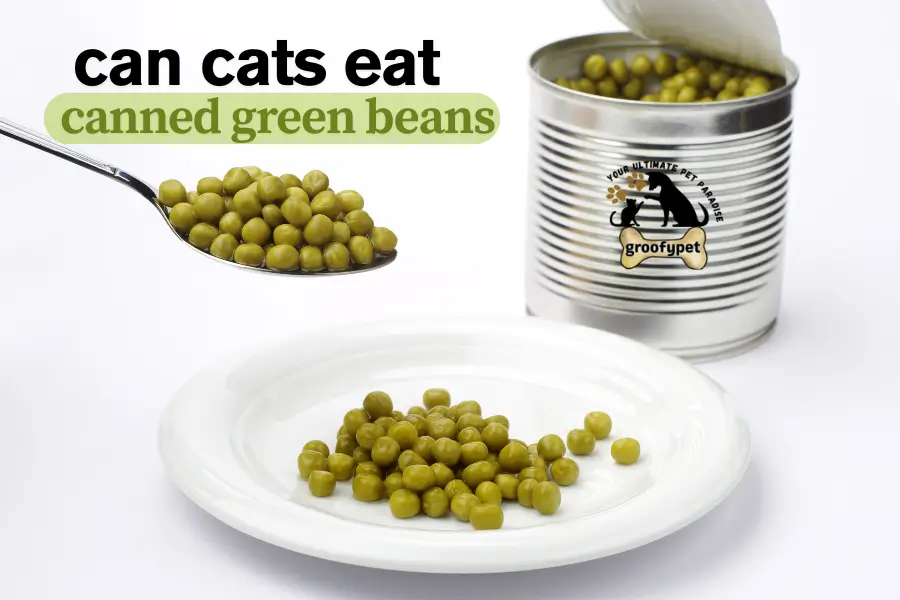 Can cats eat beans