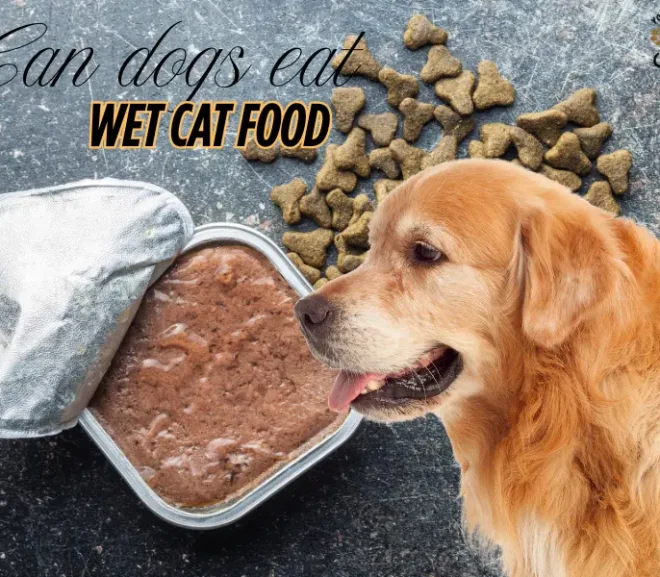 Can Dogs Eat Wet Cat Food? A Risky Choice