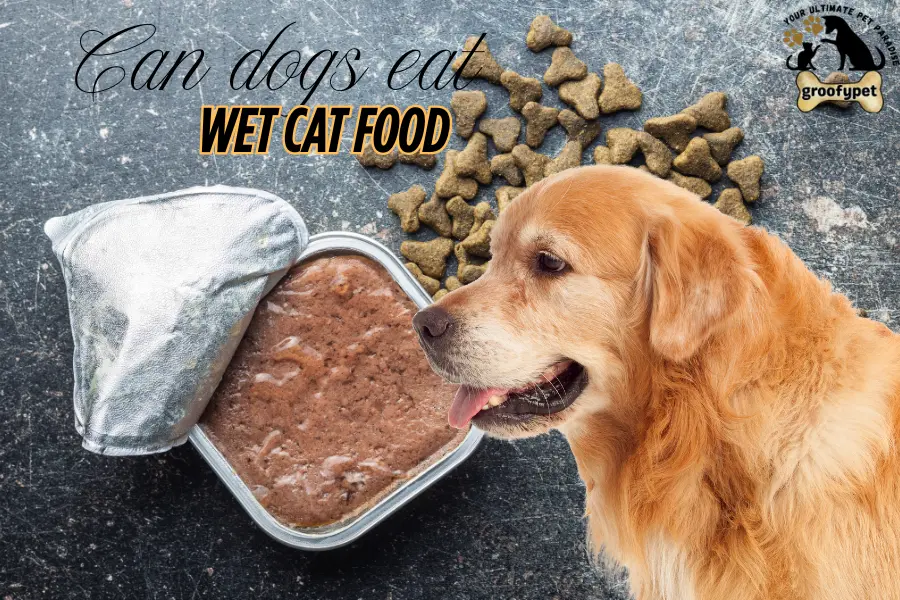 Can dogs eat wet cat food