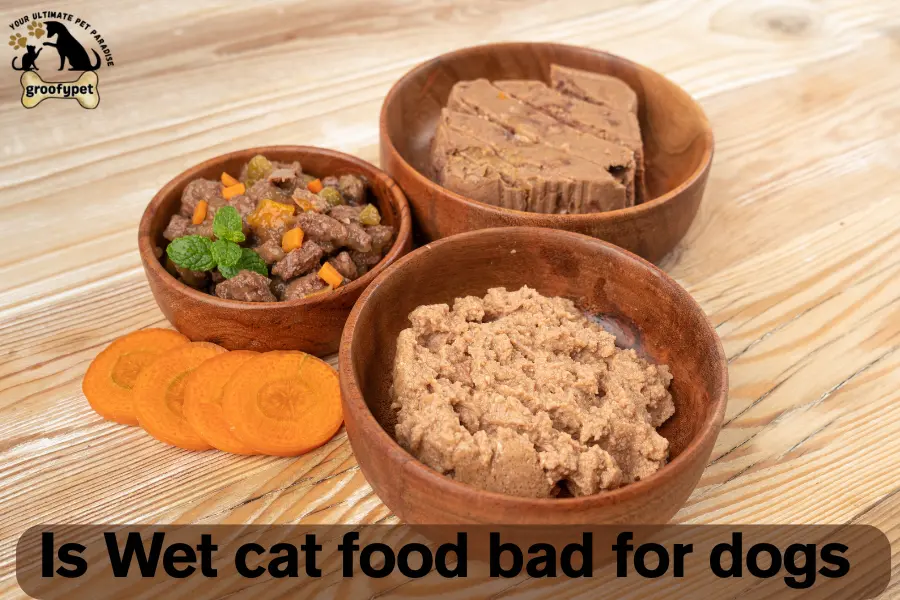 Is wet cat food bad for dogs
