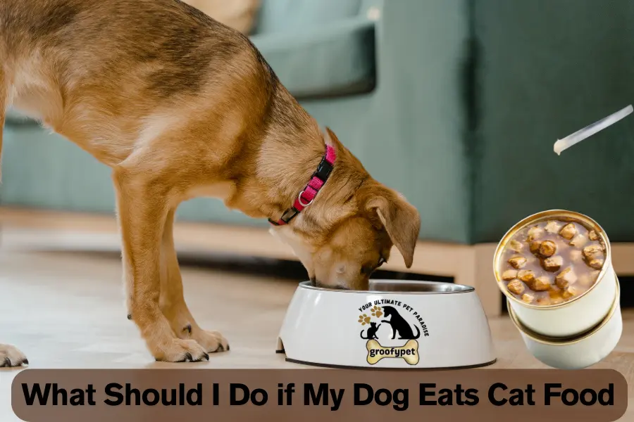 What Should I Do if My Dog Eats Cat Food