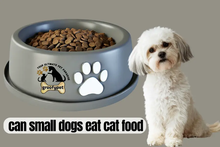 Can Small Dogs Eat Cat Food?