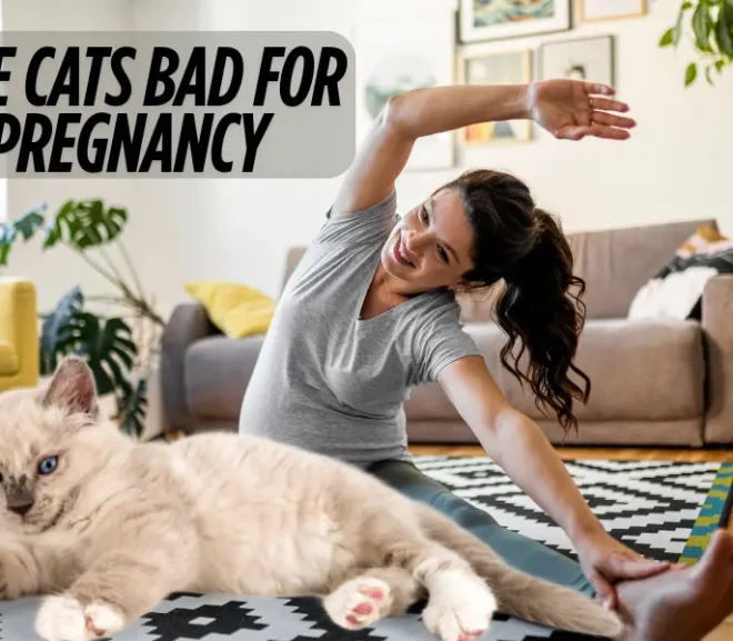 Are Cats Bad for Pregnancy? Shocking Myths vs. Real Facts